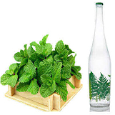 عرقیجات گیاهی